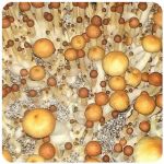 Псилоцибиновые (галлюциногенные)  грибы Psilocybin "Golden Teacher" в Никольском