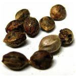 Семена марихуаны АК-47  (Seeds AK-47) в Никольском